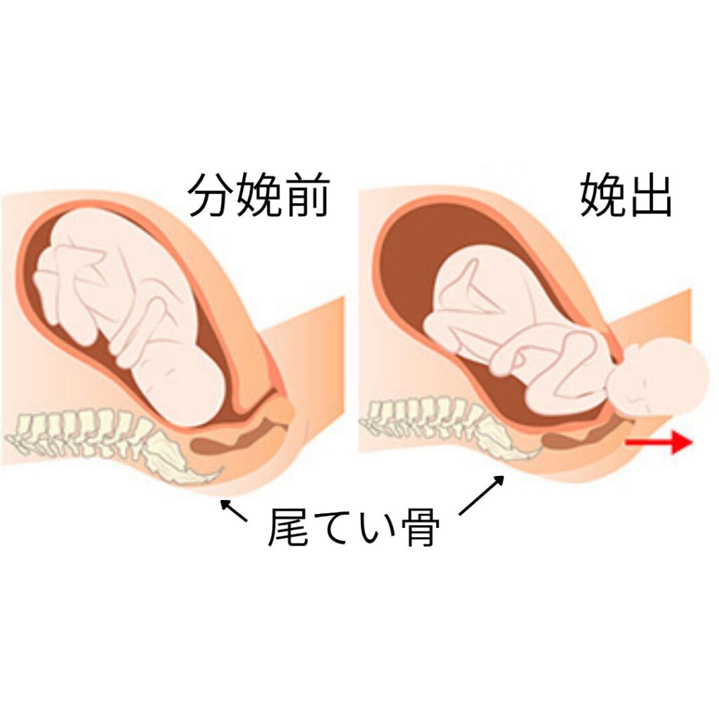 尾てい骨